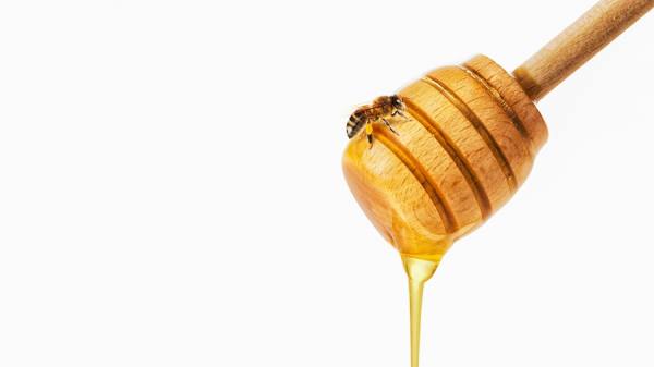 Photograph Dusan Holovej Honey Bee on One Eyeland